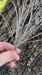 Casuarina cunninghamiana