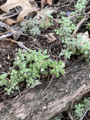 Parietaria pensylvanica pensylvanica