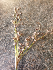 Juncus microcephalus