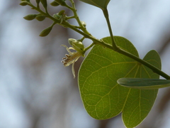 Bauhinia racemosa