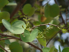 Bauhinia racemosa