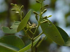 Bauhinia racemosa
