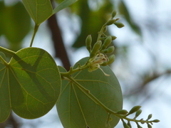 Bauhinia racemosa