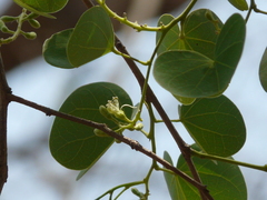 Bauhinia racemosa