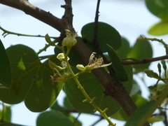 Bauhinia racemosa