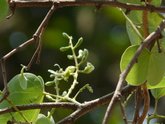 Bauhinia racemosa