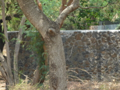 Bauhinia racemosa