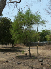 Bauhinia racemosa