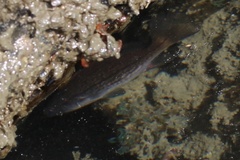 Cheilotrema saturnum
