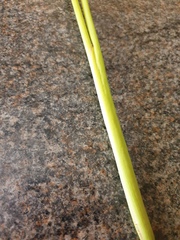 Juncus microcephalus