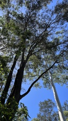 Casuarina cunninghamiana