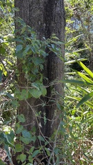 Casuarina cunninghamiana