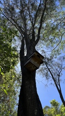 Casuarina cunninghamiana