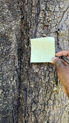 Casuarina cunninghamiana