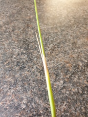 Juncus microcephalus