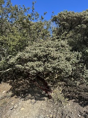 Arctostaphylos luciana