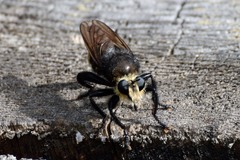 Laphria gibbosa