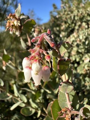 Arctostaphylos luciana