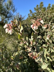 Arctostaphylos luciana