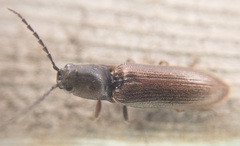 Athous rufiventris