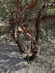 Arctostaphylos luciana