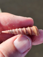 Stiracolpus ahiparanus