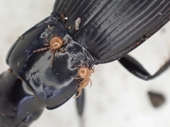 Berzercon ferdinandi