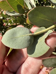 Arctostaphylos luciana