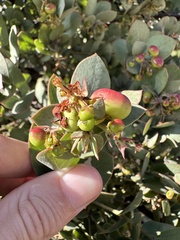 Arctostaphylos luciana