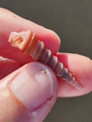 Stiracolpus ahiparanus