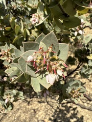 Arctostaphylos luciana