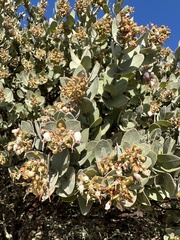 Arctostaphylos luciana