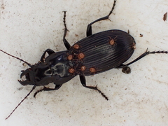 Plocamostethus planiusculus