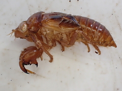 Amphipsalta