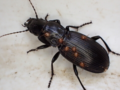 Plocamostethus planiusculus