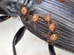 Berzercon ferdinandi