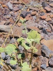 Sphaeralcea obtusiloba