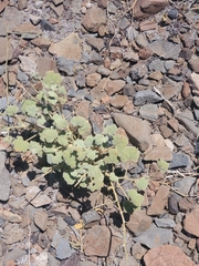 Sphaeralcea obtusiloba