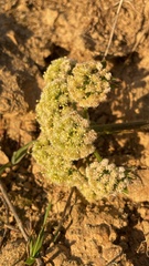 Lomatium dasycarpum