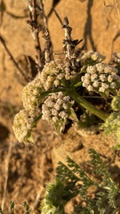 Lomatium dasycarpum