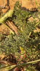 Lomatium dasycarpum