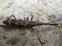 Lasiorhynchus barbicornis