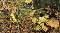 Lomatium dasycarpum