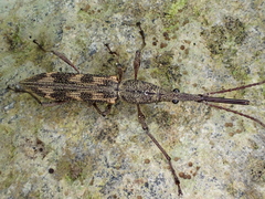 Lasiorhynchus barbicornis