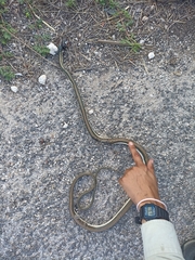 Leptophis mexicanus