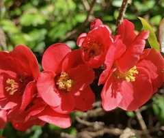 Chaenomeles