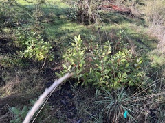 Arbutus menziesii