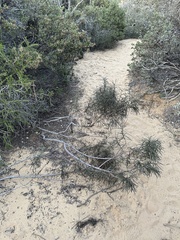 Eriodictyon altissimum