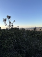 Eriodictyon altissimum