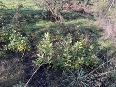 Arbutus menziesii
